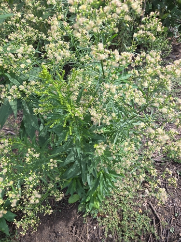 horseweed
