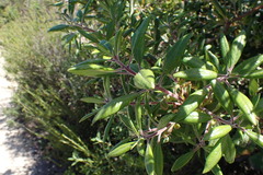 Comarostaphylis diversifolia