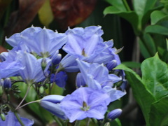 Solanum wendlandii