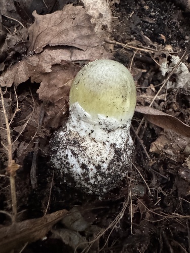 Deathcap