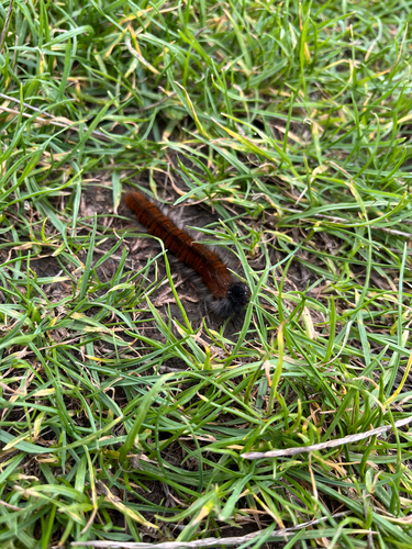 Fox Moth