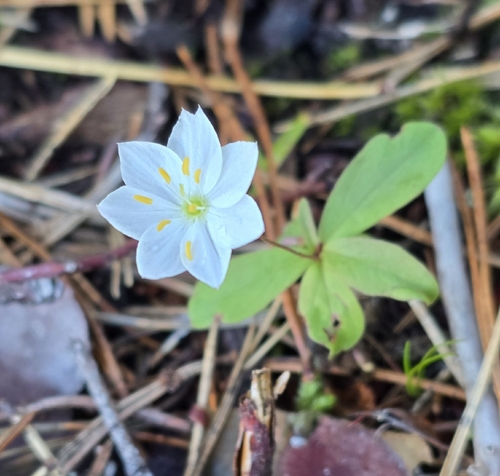 Arctic Starflower