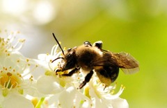 Melandrena