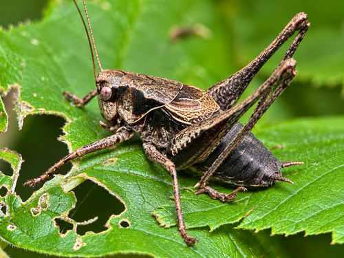 Dark Bush-cricket