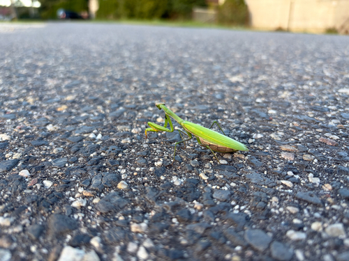 European Mantis