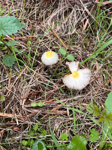 yellow fieldcap