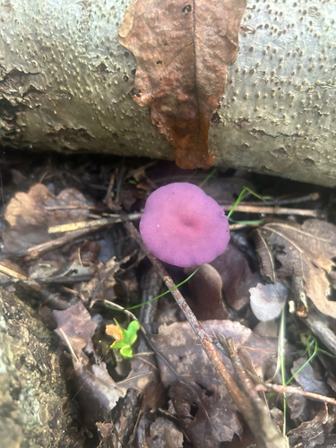 Amethyst Deceiver