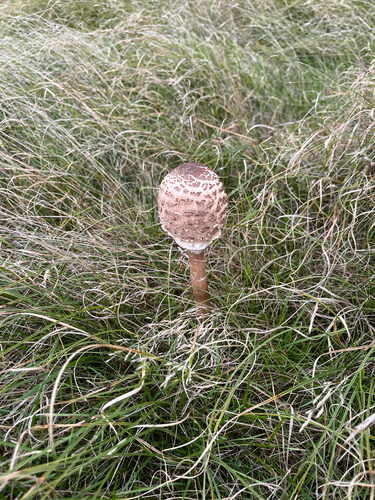 Parasol