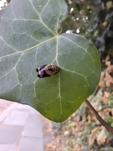 Asian Lady Beetle
