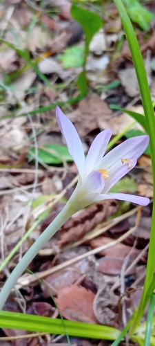 Autumn Crocus
