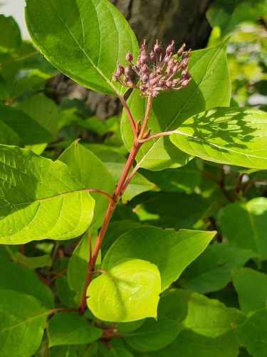 red osier dogwood