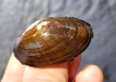 Alasmidonta undulata