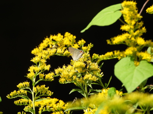 Gray Hairstreak