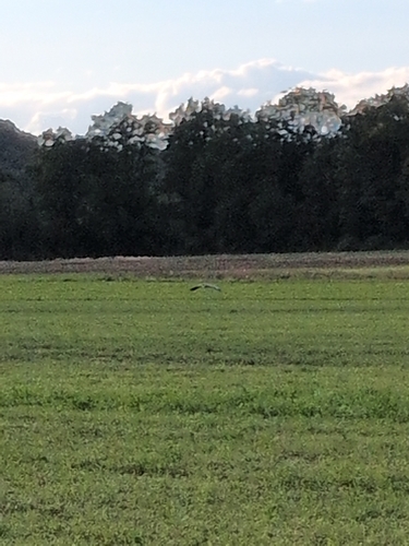 Grey Heron