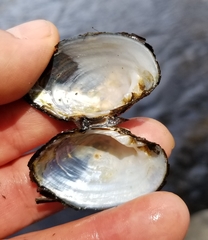 Alasmidonta undulata