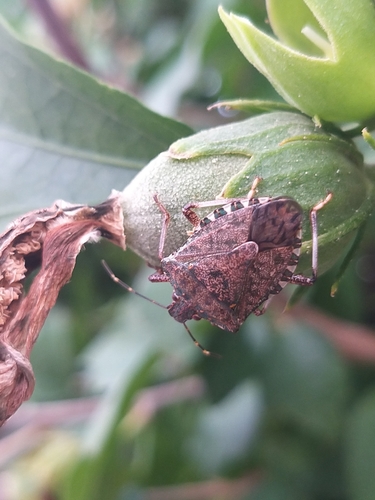 Brown Marmorated Stink Bug