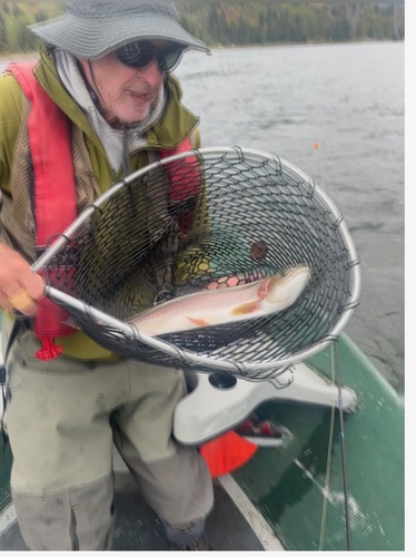 Rainbow Trout