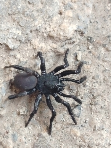 Ummidia algeriana