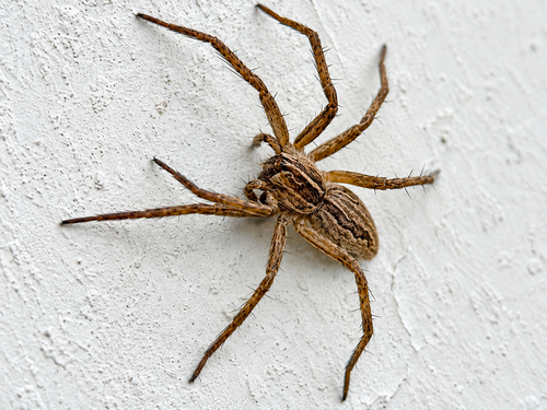 European Nursery Web spider