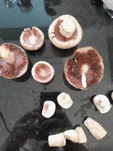 Meadow Mushroom
