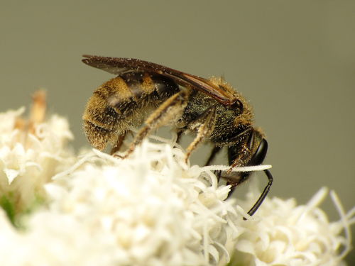 Cresson's Sweat Bee photo 6