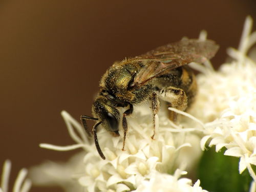 Cresson's Sweat Bee photo 3