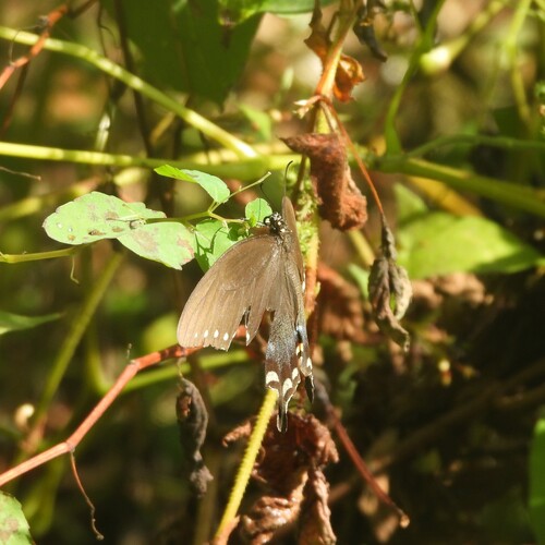 Spicebush Swallowtail