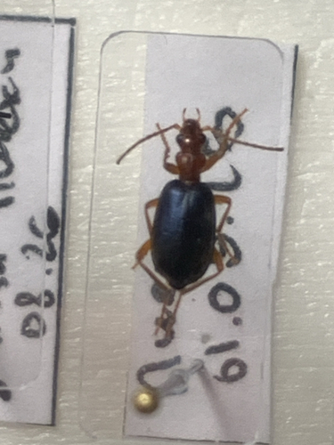 Brachinus crepitans