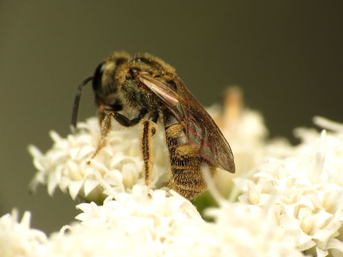 Cresson's Sweat Bee photo 5