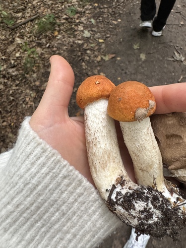 Leccinum leucopodium