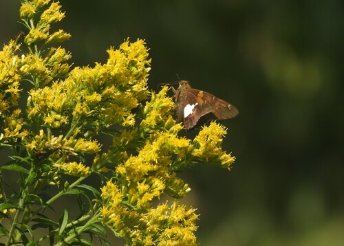 Silver-spotted Skipper
