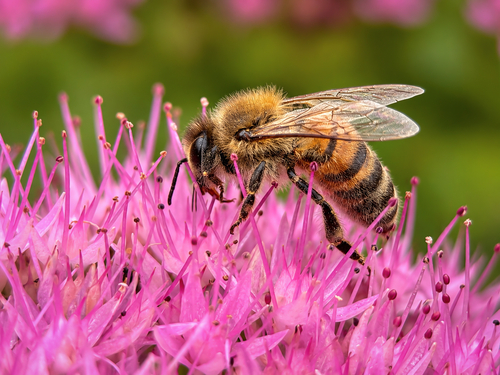 Western Honey Bee