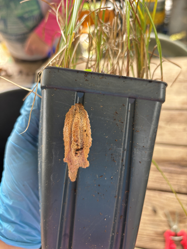 Narrow-winged Mantis