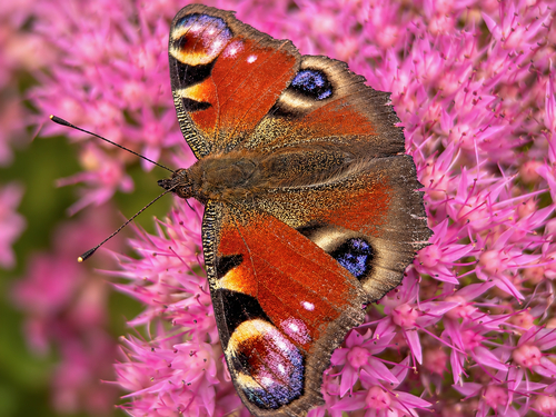 European Peacock Butterfly