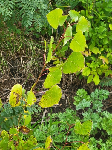 Eastern Cottonwood