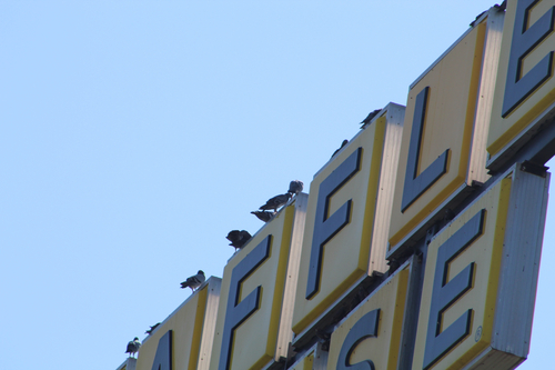 Feral Pigeon