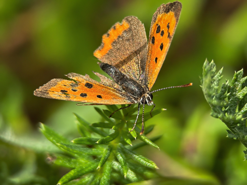 Small Copper