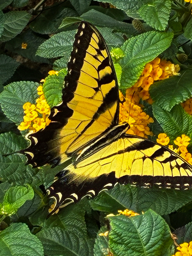 Eastern Tiger Swallowtail