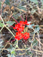 Nyctaginia capitata