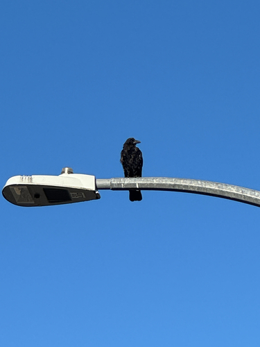 American Crow