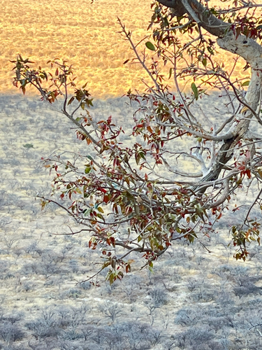 Ficus cordata, photograph 2