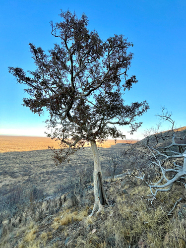 Ficus cordata