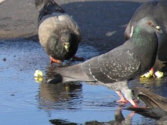 Columba livia domestica