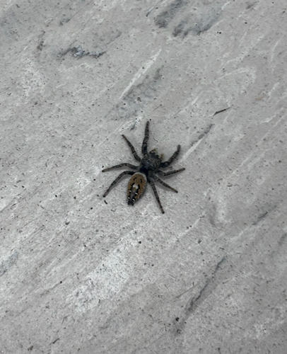 Phidippus carneus