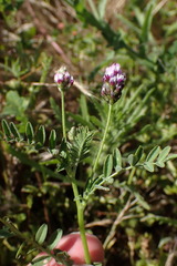 Astragalus didymocarpus