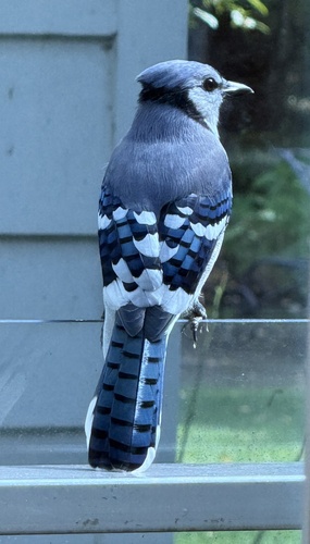 Blue Jay