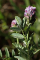 Astragalus didymocarpus