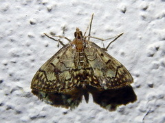 Anania stachydalis
