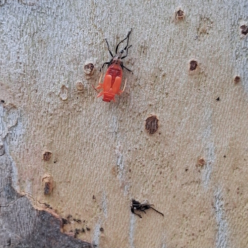 European Firebug