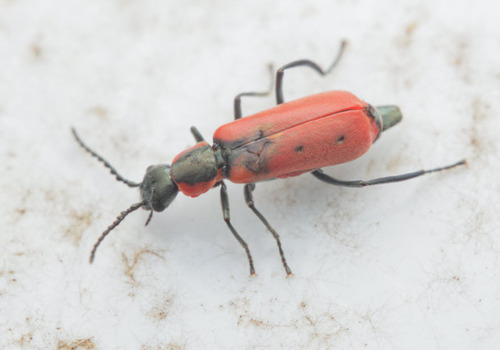 Red Malachite Beetle